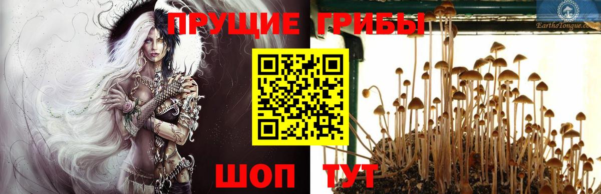 Кохма  Псилоцибиновые грибы ЛСД  Вход с VPN  Галлюциногенные грибы Cubensis 